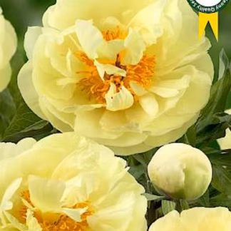 Pojeng 'Lemon Chiffon' - Paeonia hyb. 'Lemon Chiffon' UUS!