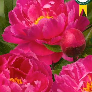Pojeng 'Nice Gal' - Paeonia lactiflora 'Nice Gal' UUS!