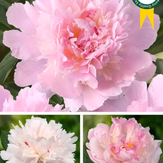 Pojeng 'Pecher' - Paeonia 'Pecher' UUS!