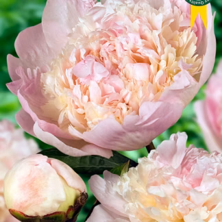 Pojeng 'Snow Cloud' - Paeonia lactiflora 'Snow Cloud' UUS!