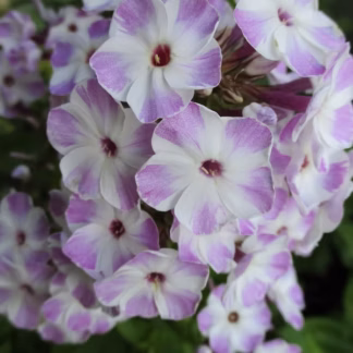 Aed-leeklill 'Flame Lilac Star' - Phlox paniculata 'Flame Lilac Star' UUS!